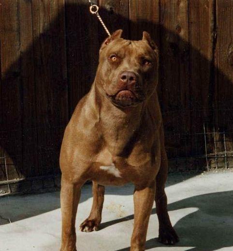 时机成熟, 预跌模式, 正式启动, 下周目标价 6.5元 .下周目标价 6.5元