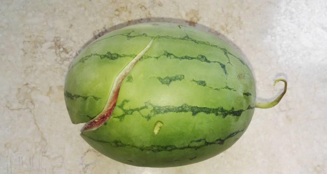西瓜自然裂开的图片图片