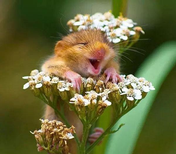 这笑容太魔性,看完不知不觉也跟着笑了