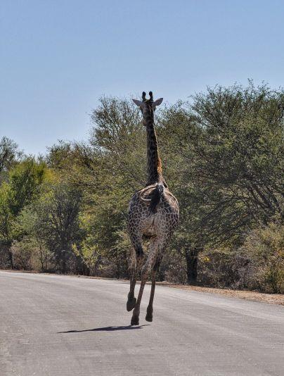 重心不稳 长颈鹿过马路不幸跌倒(组图)————东方财富网博客