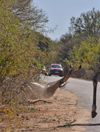 重心不稳 长颈鹿过马路不幸跌倒(组图)————东方财富网博客