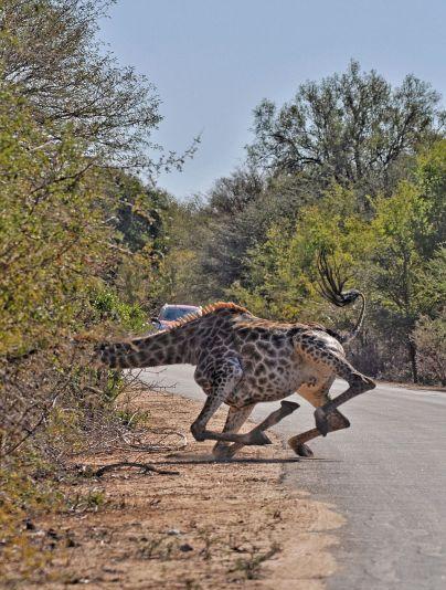 重心不稳 长颈鹿过马路不幸跌倒(组图)————东方财富网博客