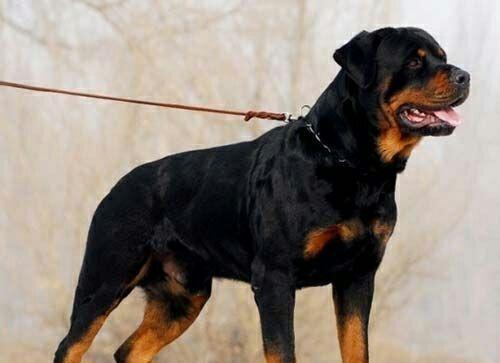 31考验主力能力. 这吧貌似没什么人气啊,该股交易也很淡.