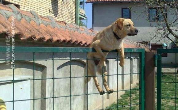 请看空狗,疯狗,庄托开始狗急跳墙了,mm就是其中一个.