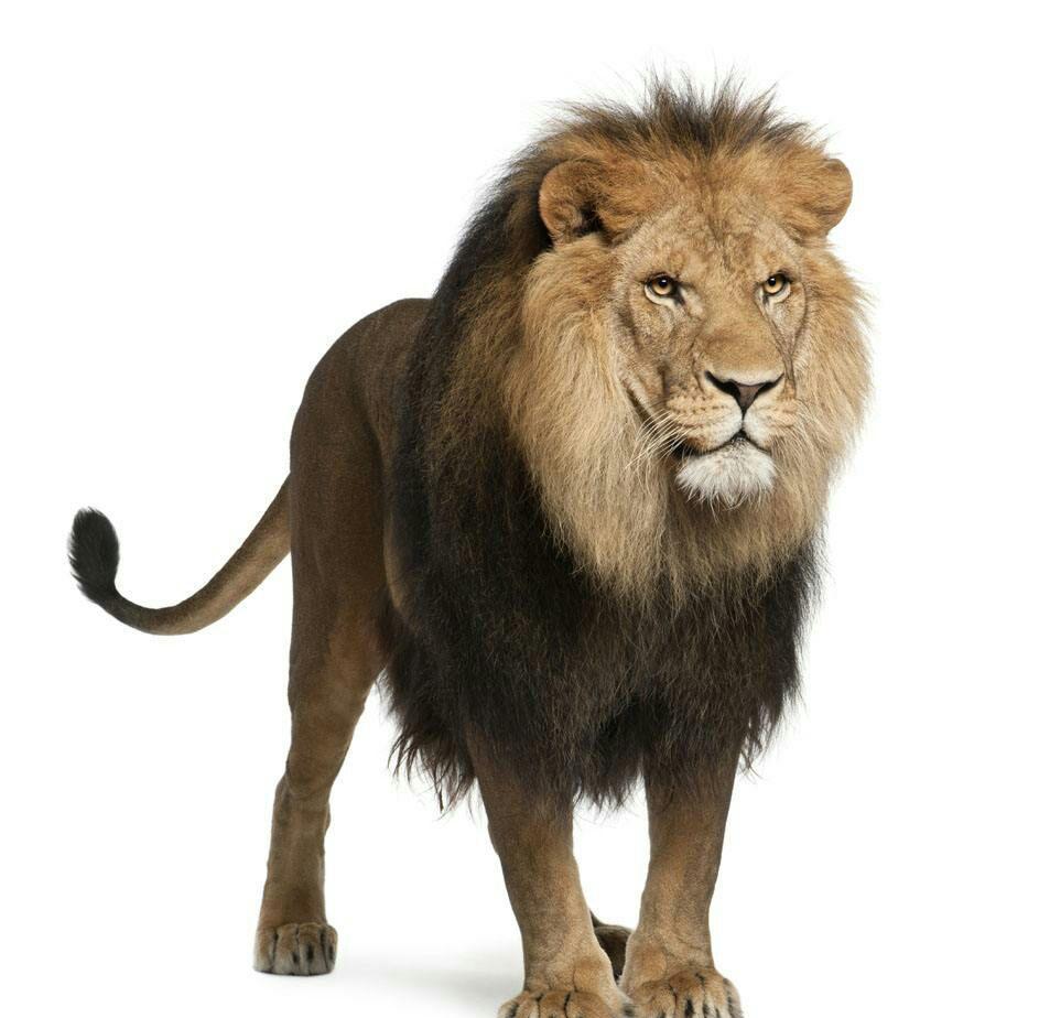 说法狮子吼,狗熊被围堵,鲤鱼打挺跳龙门.