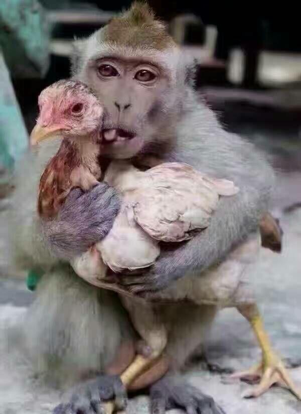 2016被猴耍了一年,2017好好把握鸡会.[牛]