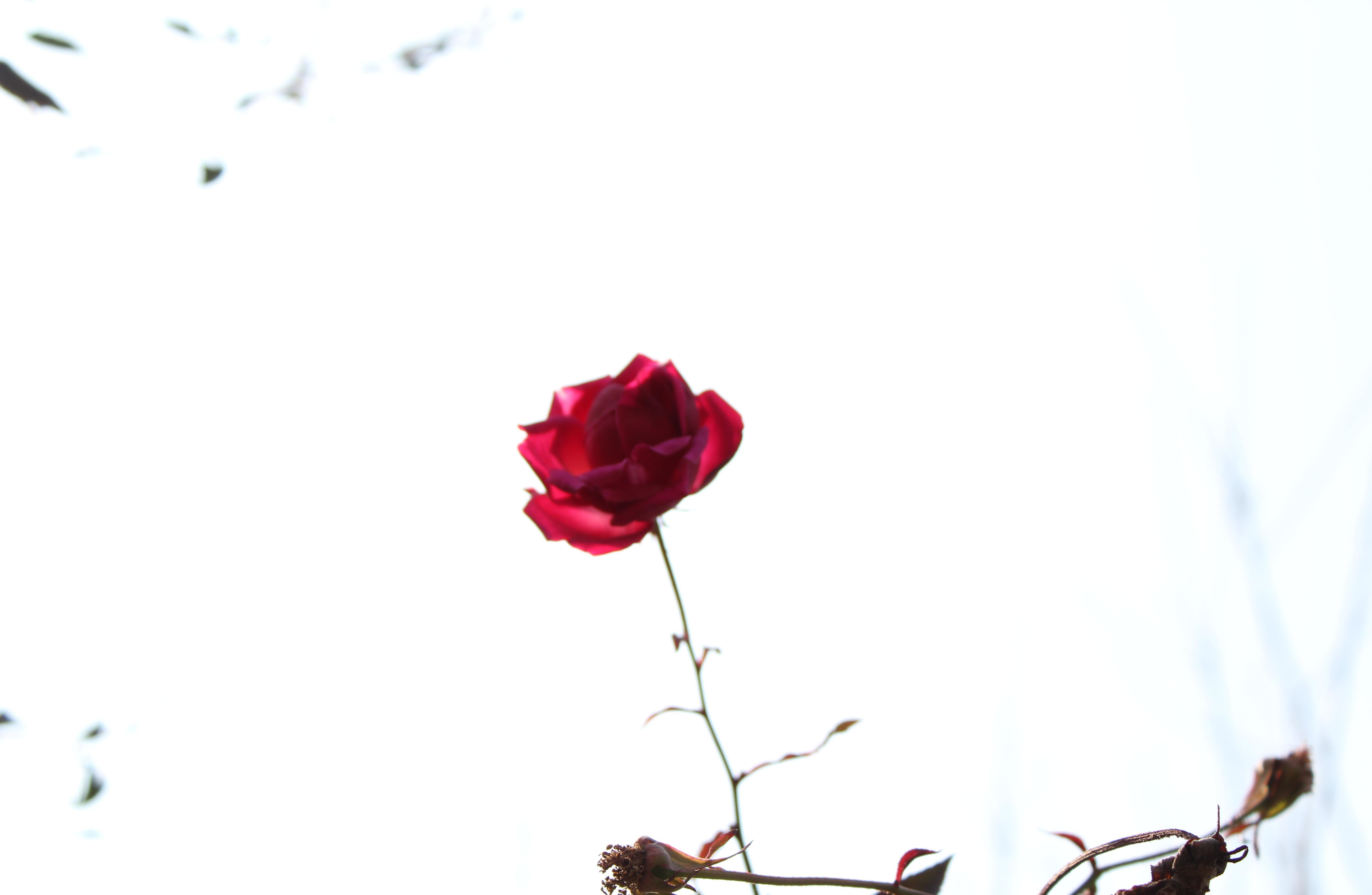 花開花落,道盡人間情;滄海橫流,方顯英雄色!