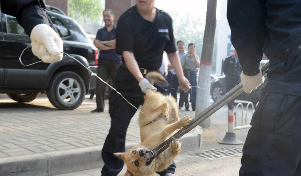 护盘买单 就是打狗棒 夹狗钳