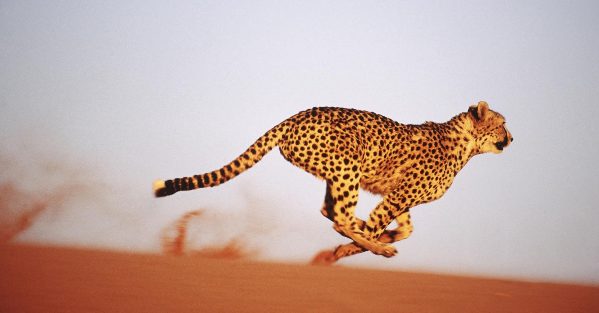 这支票明天起飞