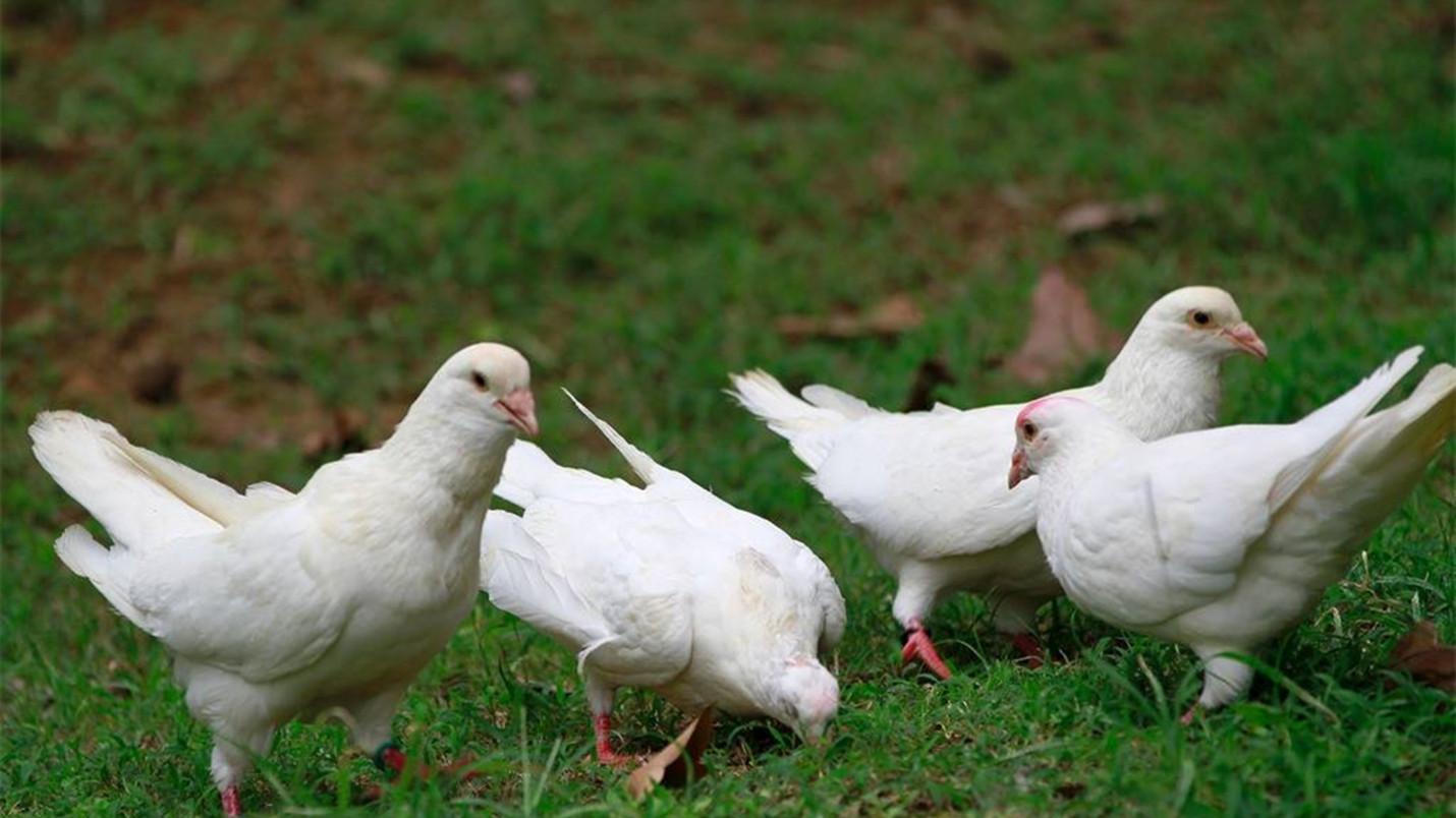 股吧！600052股票“颂声载道”