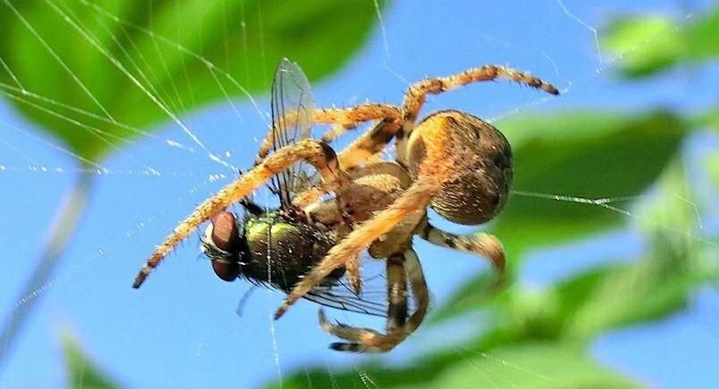 绿豆蝇彩虹糖的命运!