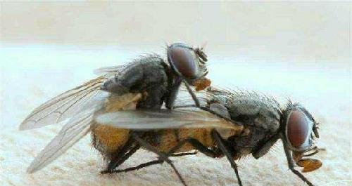 绿豆蝇彩虹糖的命运!