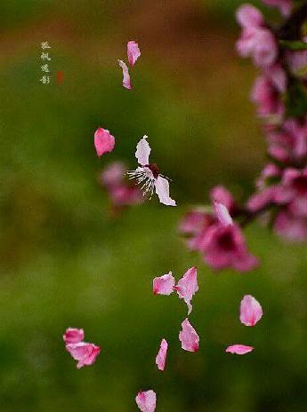 缘起缘灭缘终尽花开花落花归尘