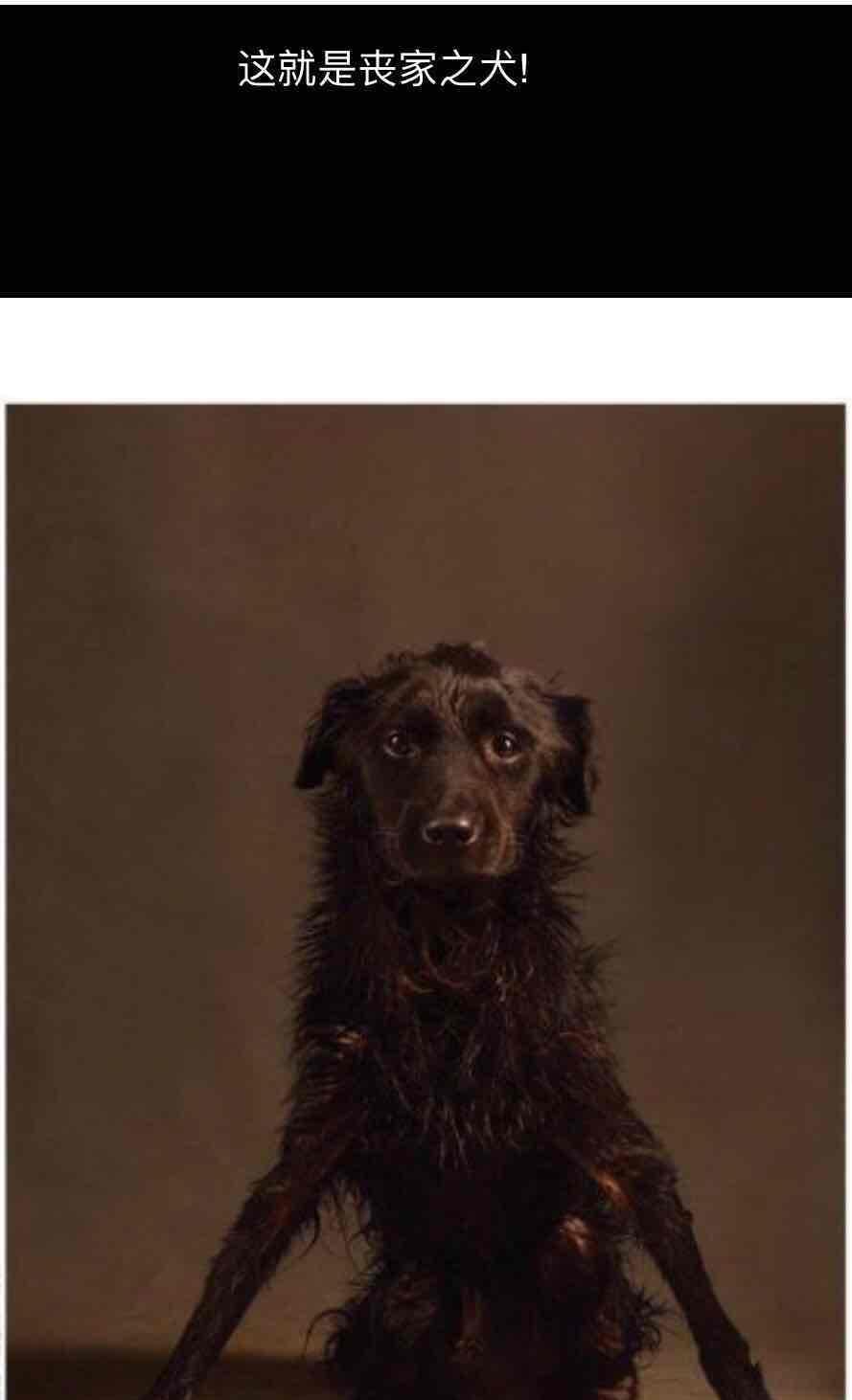 狗图丧家之犬图片图片
