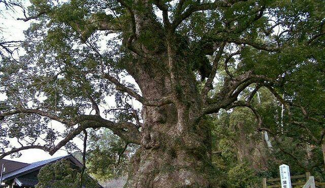 上千年的红木树,20位大师用3年时间雕刻而成,价值几何