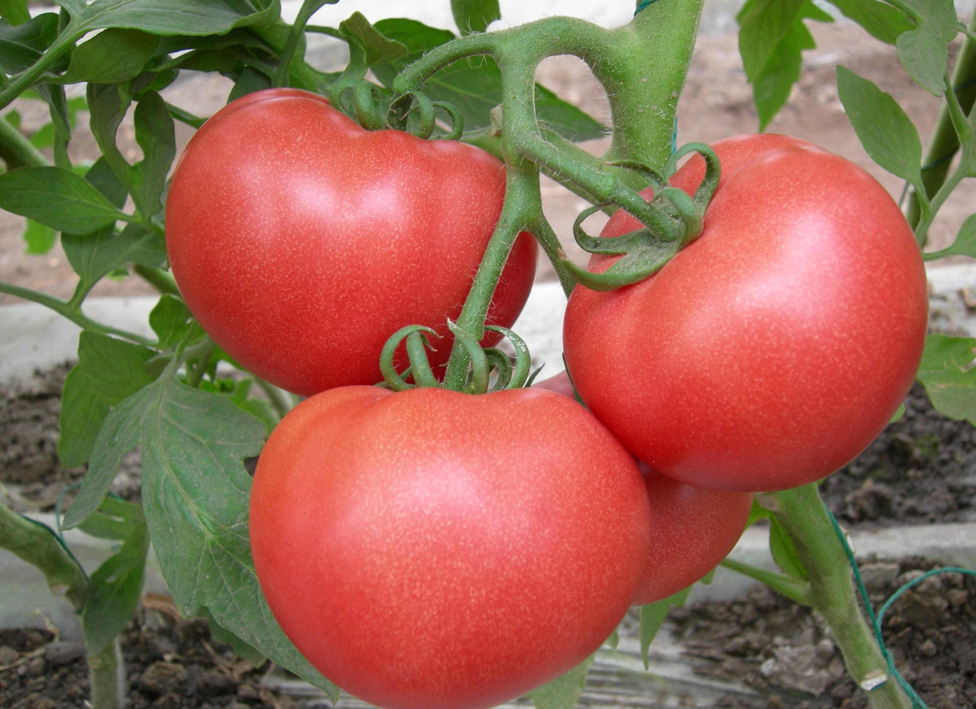网红西红柿p图图片