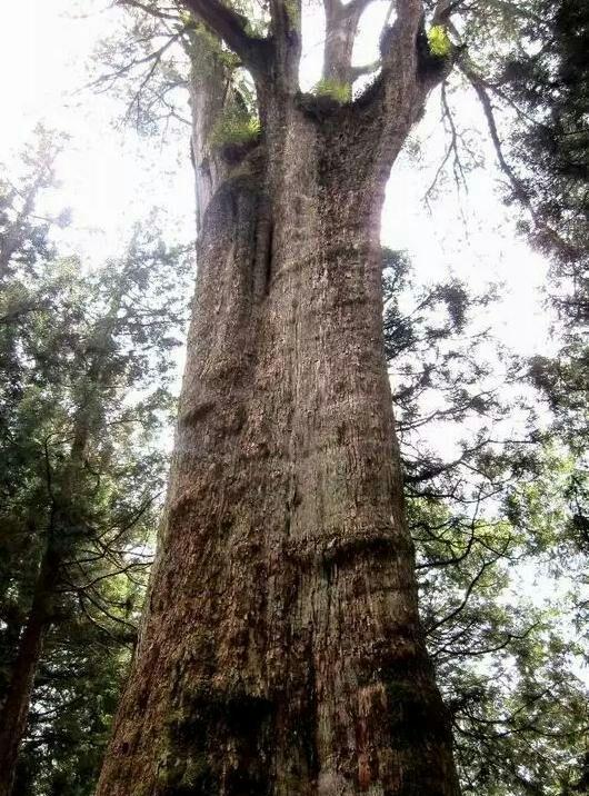 中国四大金刚牛股贵州茅台,亿联网络,吉比特,富瀚微!