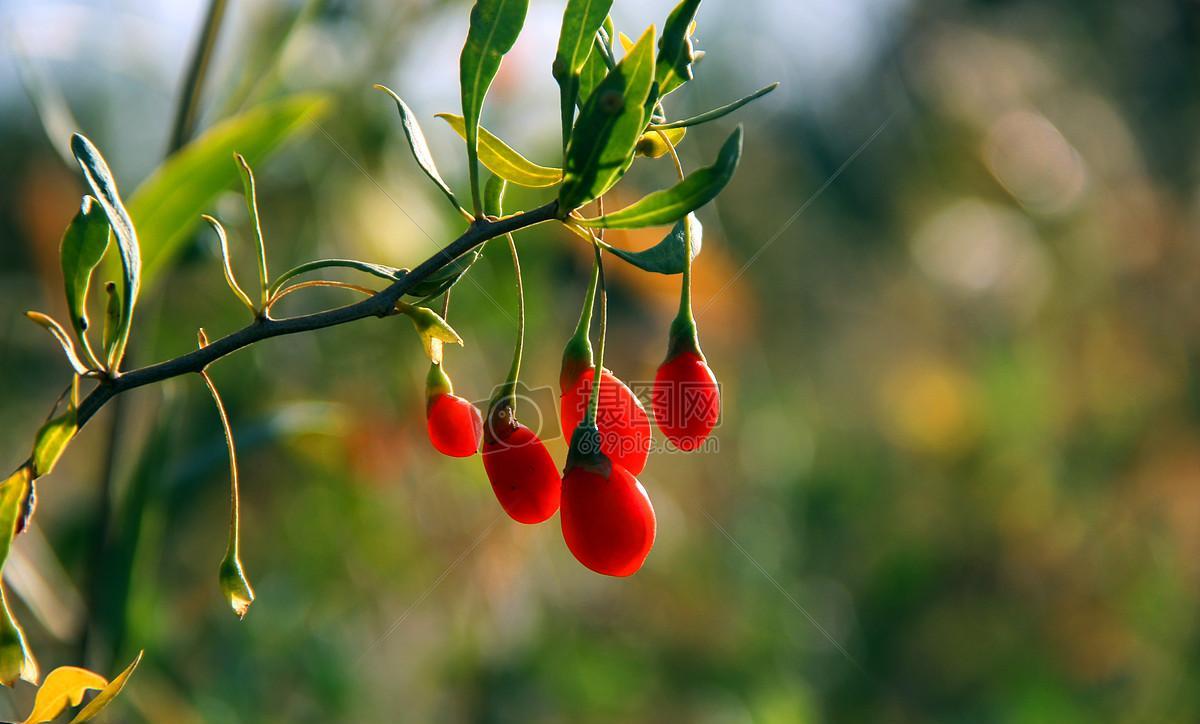 满山青树老消暑便金秋