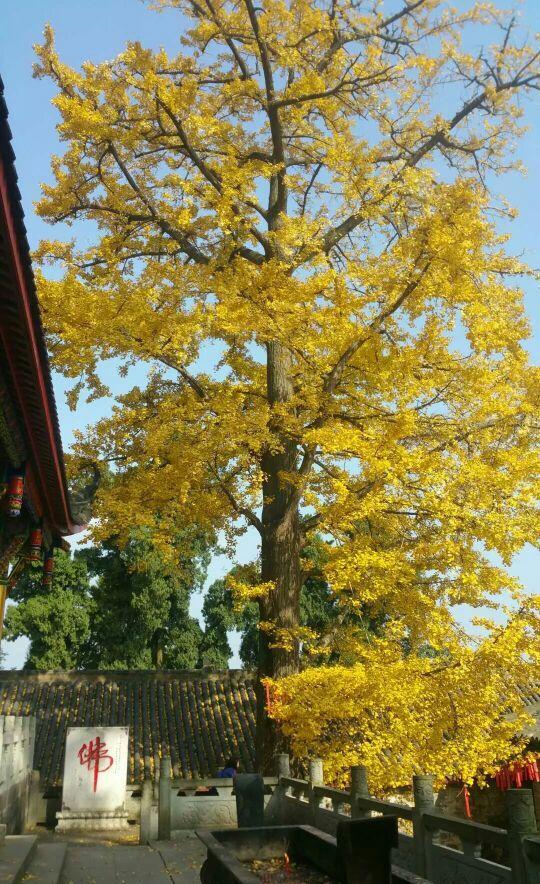 600311荣华实业目前怎样操作?