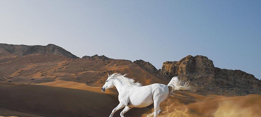 白马西风股市沙漠