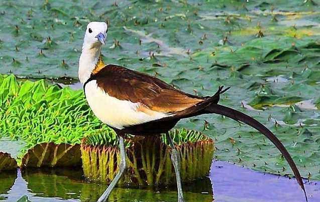 水凤凰是淡水湿地上最美丽的鸟.