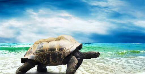 大家别急!海王八要上岸