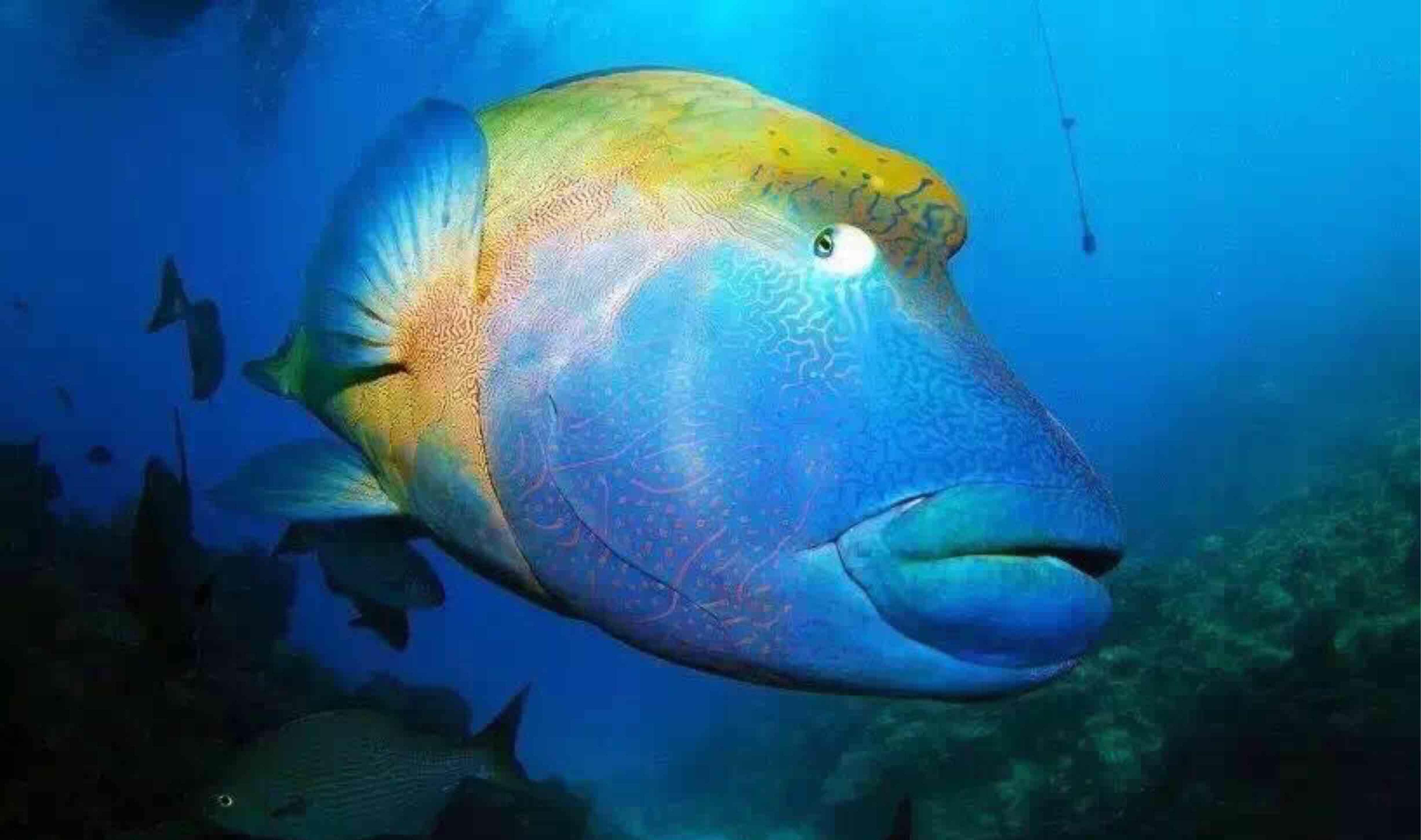 好奇怪 ,中了这么多个新股!为什么这个人气这么低?是好事吧