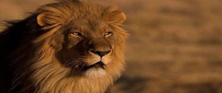 旧王退位新王在缺口处等你