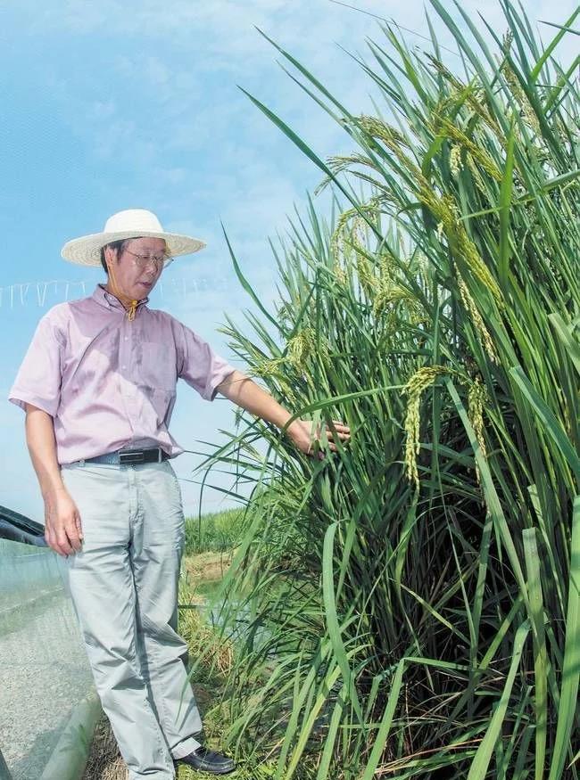 长沙县金井镇湘丰村百亩巨型稻试验田里,巨型稻像高粱一样身形笔挺