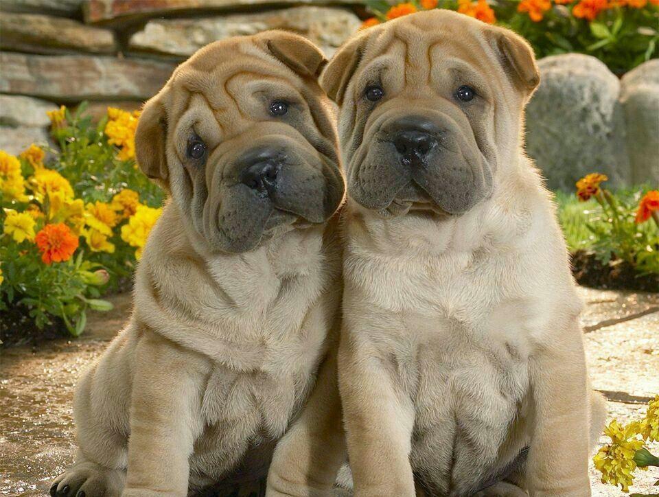 已哭晕在厕所,今晚关灯吃面.