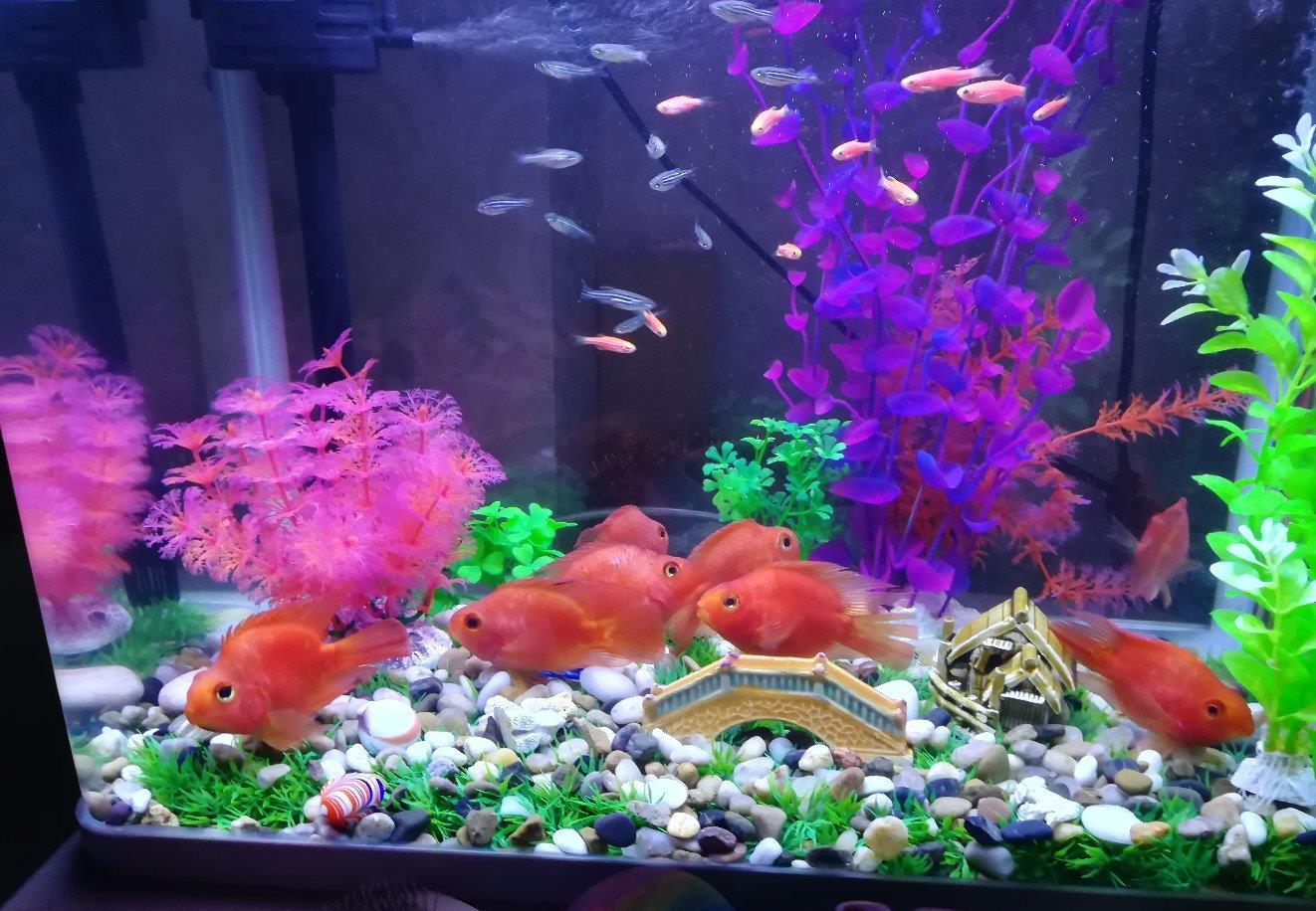 买了8条发财鱼冲冲喜![拜神]