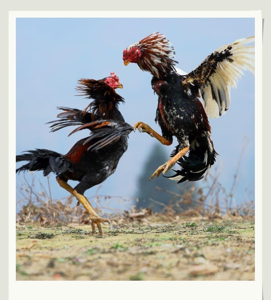 现在买了成城的人,就像看一场斗鸡表演,朱敏是一只久经沙场的世界名鸡