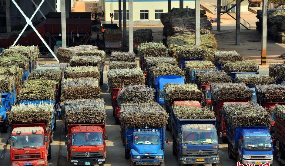 将收割的甘蔗运送到糖厂