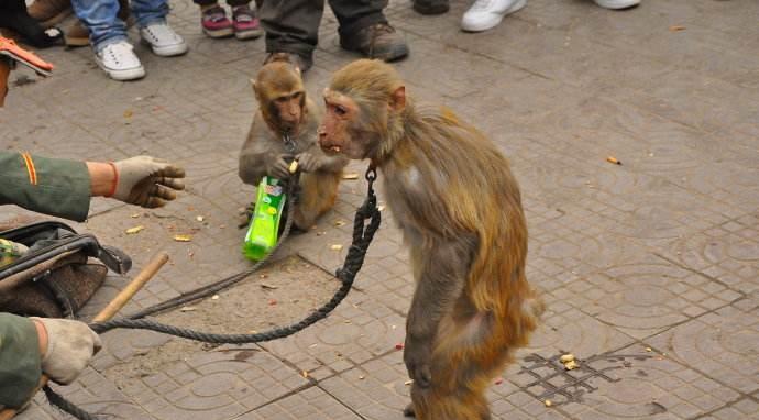 把员工高管当猴耍的公司我都感到脸红