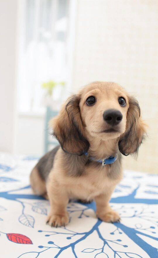 新春拜年啰…… …丁酉开轩高歌喔喔喔, …金狗迎春纳福旺旺旺.