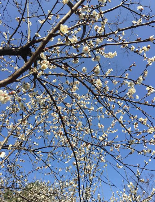 油菜花开了,春秋电子好涨了;希望股如其名,从春