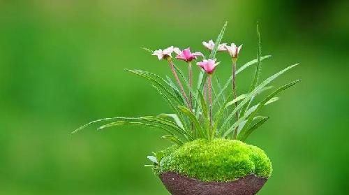 盆栽花怎么排除盐碱害 EC7895981CA4464283A105B97300DDCB.jpg