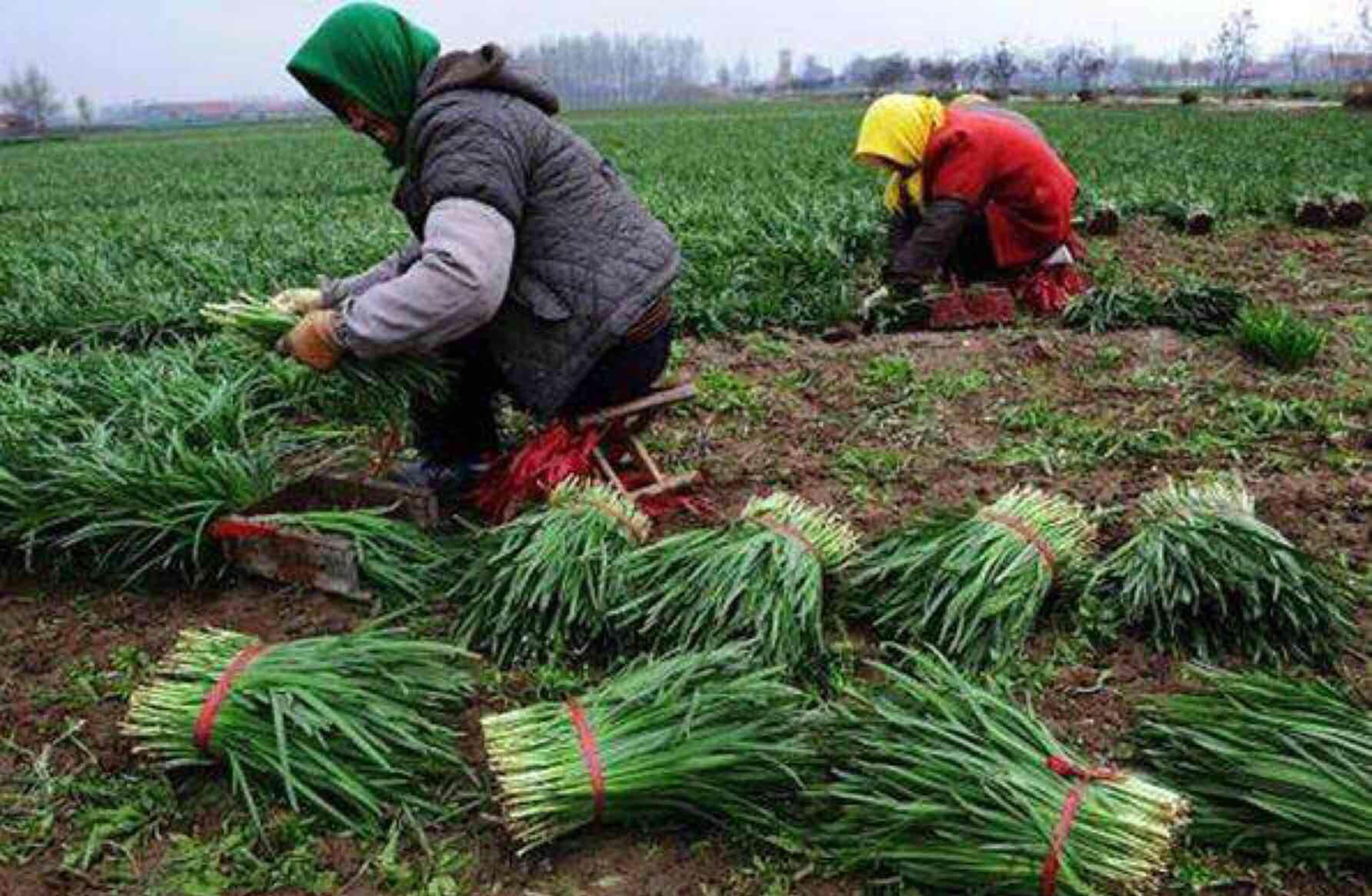 割韭菜图片大全大图图片