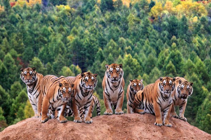 明知山有虎 偏向虎山行:我来也