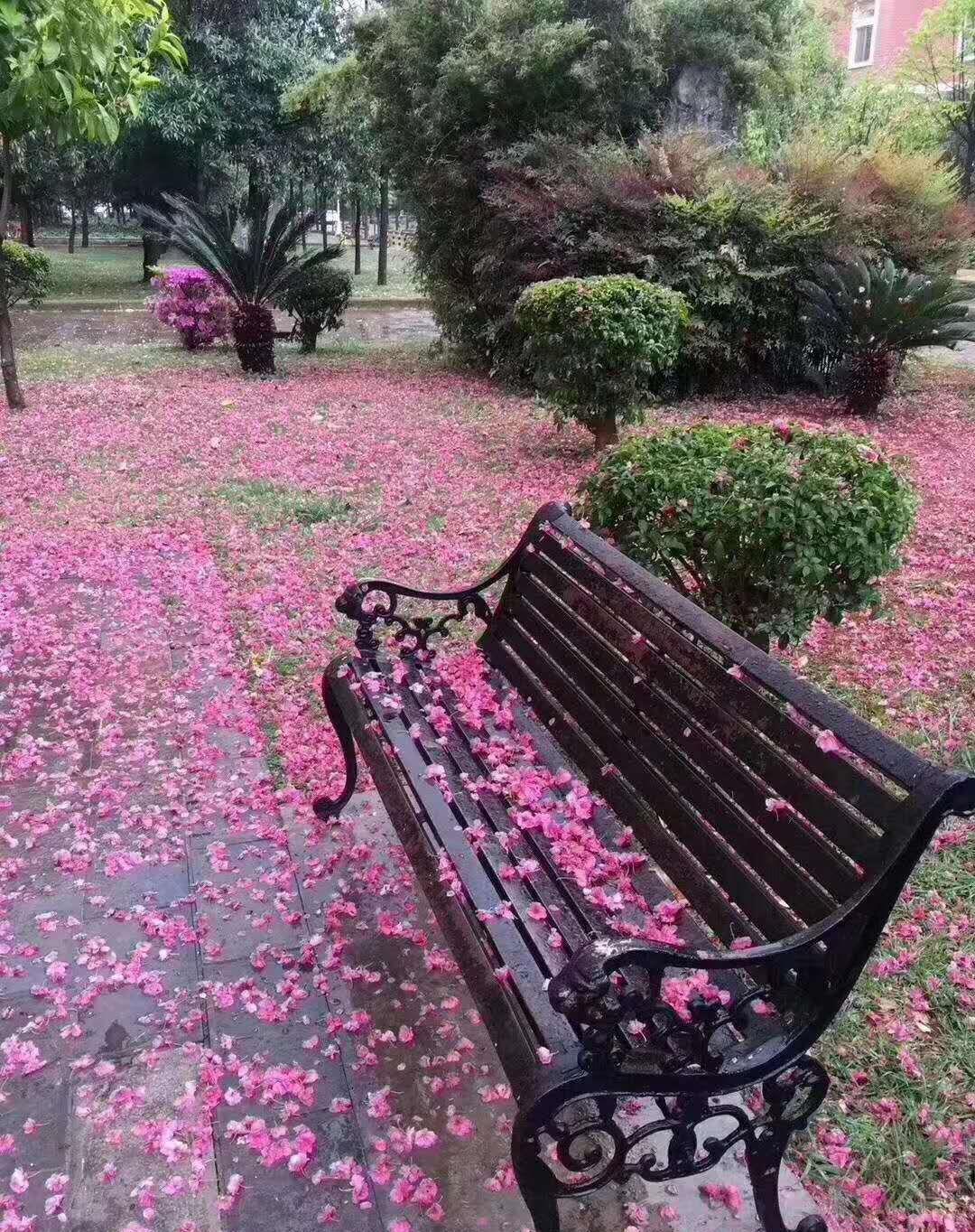 雲南城投不漲,我們就先賞花,3月昆明櫻花雨,許你三生三世愛上城投!