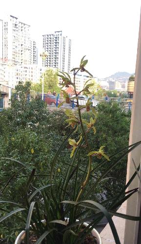 业绩为王 据世荣兆业年报显示,2017年实现营业