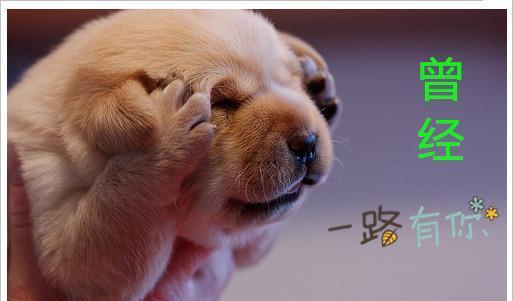 秦池绿酒,太阳神口服液,春都火腿肠,傻子瓜子,乐百氏