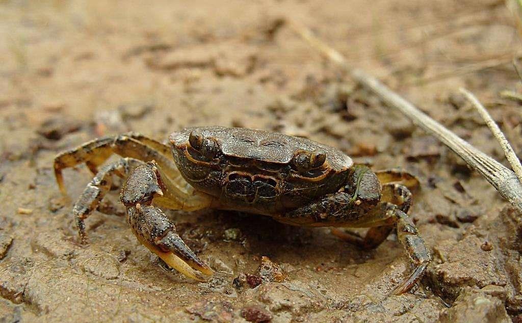 亚通的庄家是崇明乌小蟹.