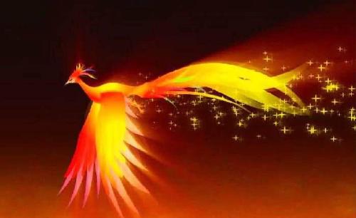 市不是论是否好鸟的问题,如一定论那太平鸟在