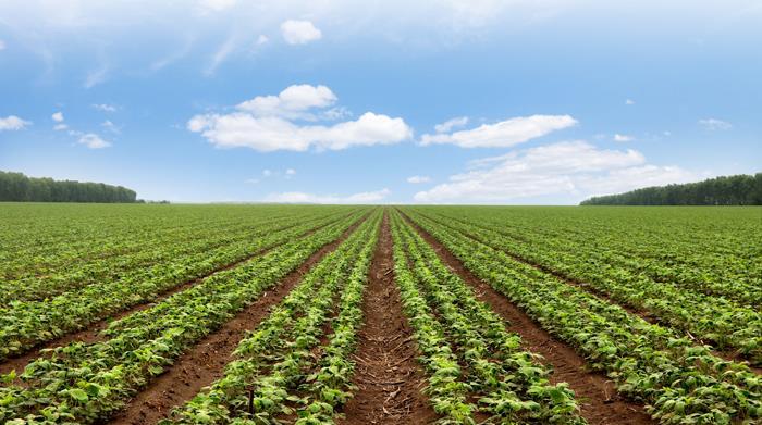 面对去冬今春持续干旱和当前低温少雨的不利因素,在今年的大豆种植中