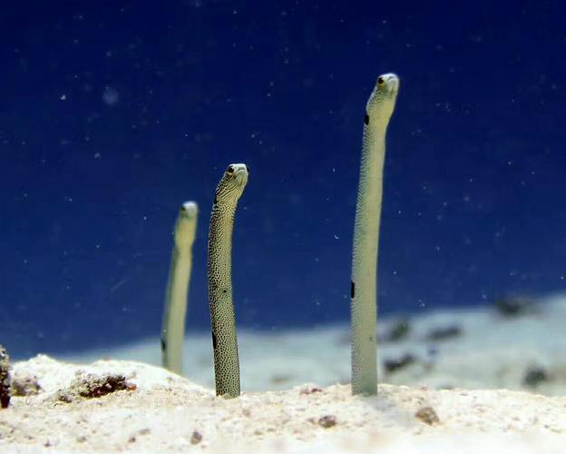 董明珠,董事长还我股票,我成本56.8元,坚持价值