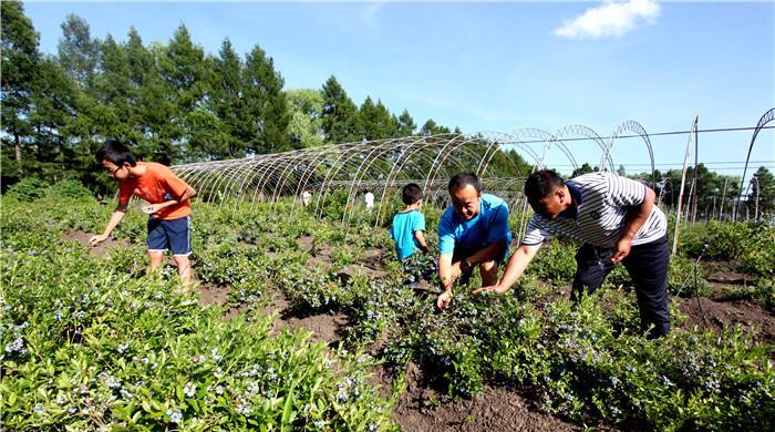 山河农场紧锣密鼓筹划蓝莓节_北大荒(600598)股吧_东方财富网股吧