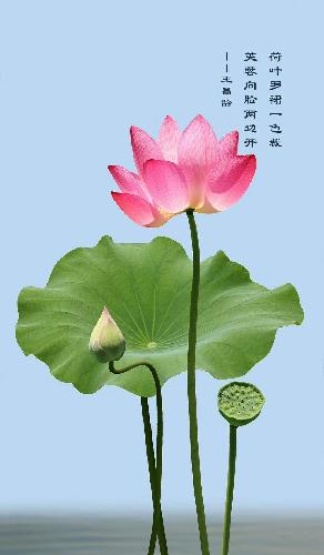 高手临盘观其形辨其意审其时度其势动于阴末止于阳极其心如山之不动其