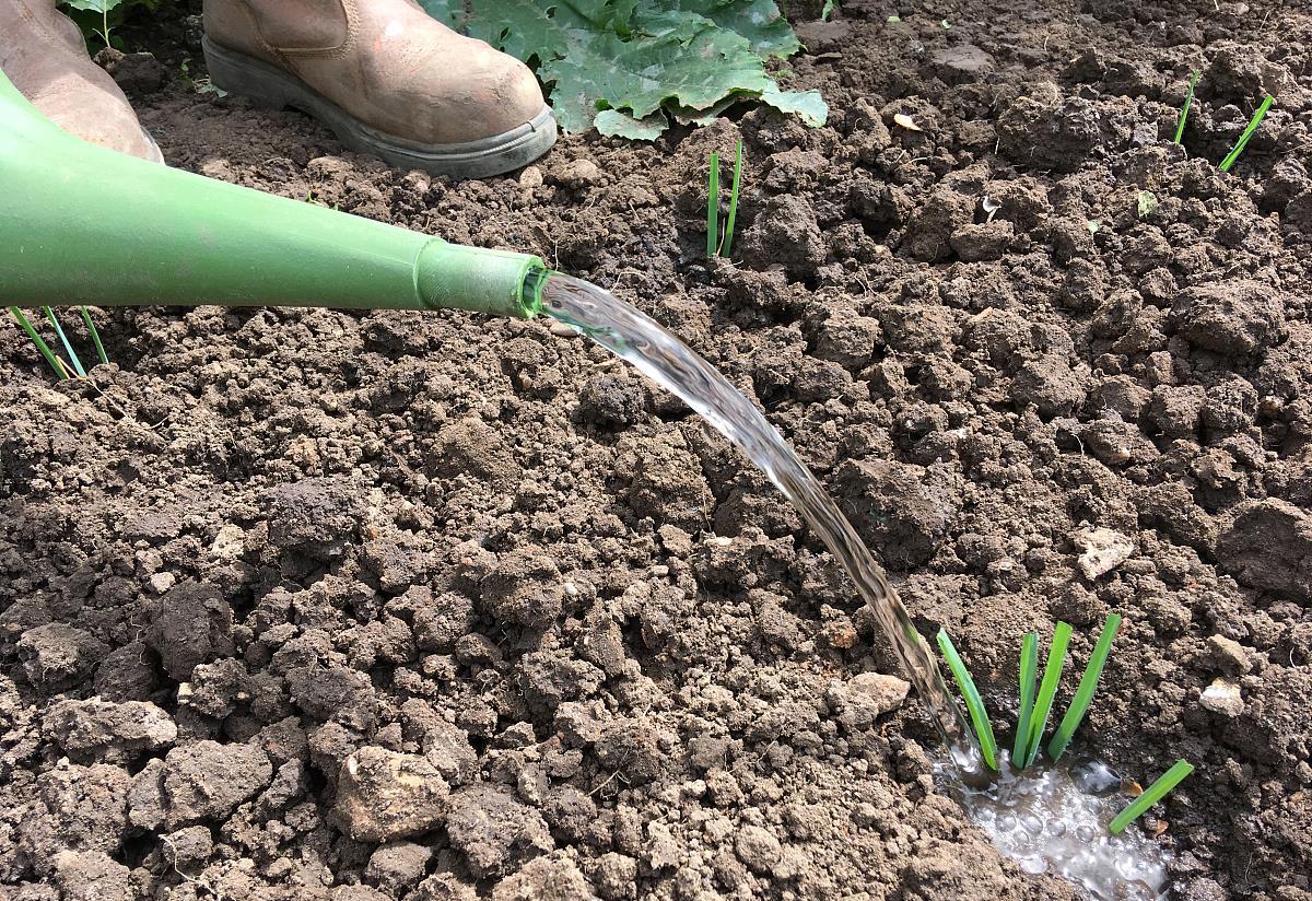 韭菜也需要浇水,才能长势旺盛