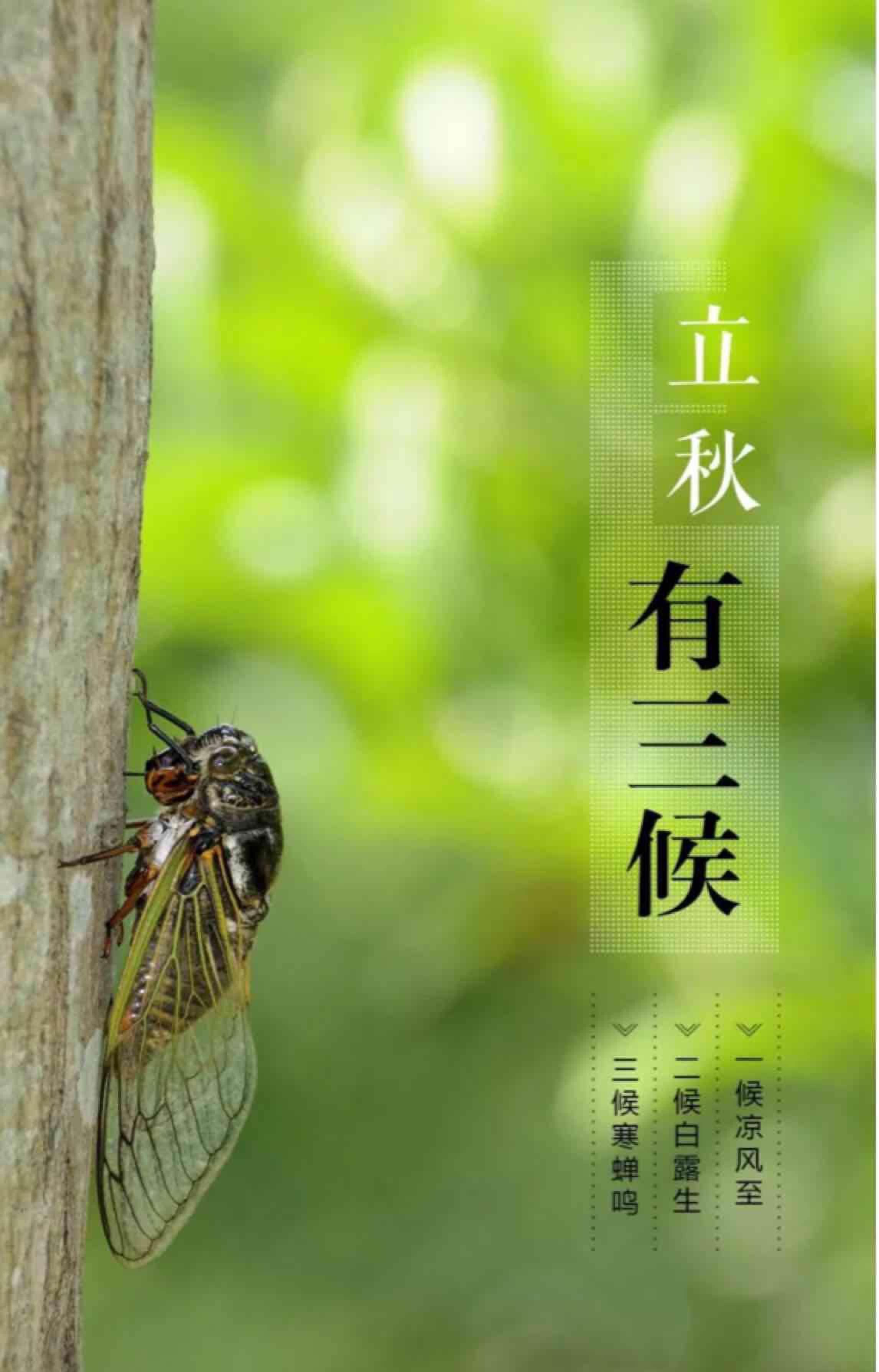 与空方共勉:一候凉风至;二候白露生;三候寒蝉鸣;四候秋后斩;五候暂立